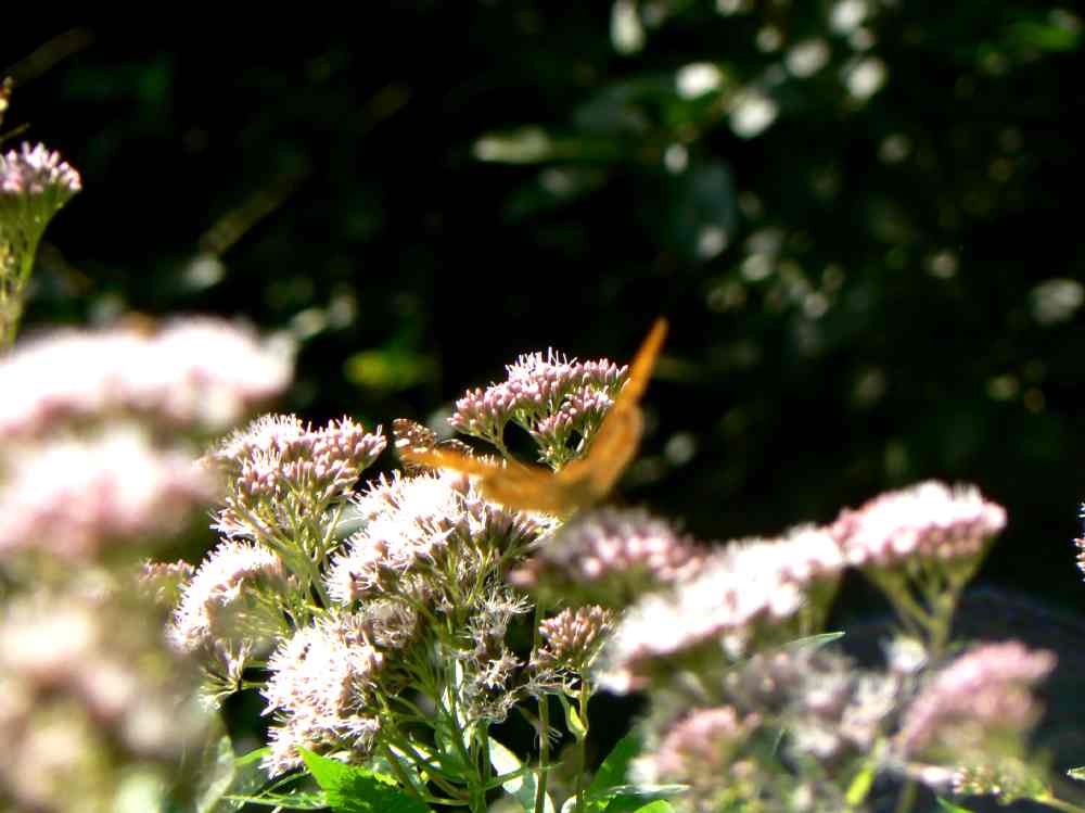 P1110285.JPG